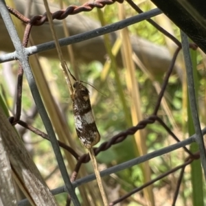 Anestia (genus) at Murrumbateman, NSW - 21 Jan 2022 01:18 PM