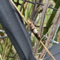 Anestia (genus) at Murrumbateman, NSW - 21 Jan 2022 01:18 PM