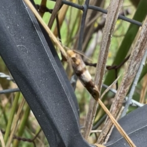 Anestia (genus) at Murrumbateman, NSW - 21 Jan 2022 01:18 PM