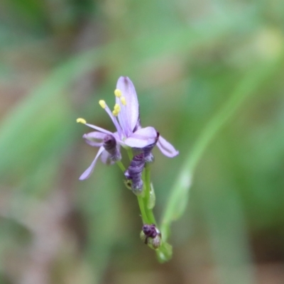 Caesia calliantha (Blue Grass-lily) at Mongarlowe, NSW - 21 Jan 2022 by LisaH