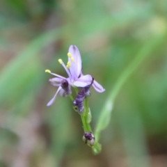Caesia calliantha (Blue Grass-lily) at Mongarlowe, NSW - 21 Jan 2022 by LisaH