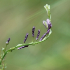 Caesia calliantha at Mongarlowe, NSW - 21 Jan 2022