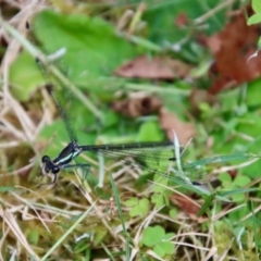 Austroargiolestes icteromelas (Common Flatwing) at Mongarlowe, NSW - 21 Jan 2022 by LisaH