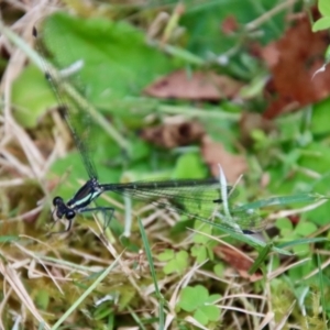 Austroargiolestes icteromelas at Mongarlowe, NSW - 21 Jan 2022