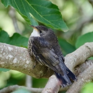 Cormobates leucophaea at Mongarlowe, NSW - 21 Jan 2022