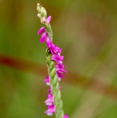 Spiranthes australis (Austral Ladies Tresses) at Mongarlowe River - 21 Jan 2022 by LisaH