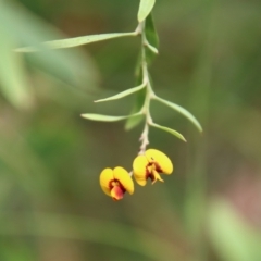 Daviesia leptophylla (Slender Bitter Pea) at Mongarlowe, NSW - 21 Jan 2022 by LisaH
