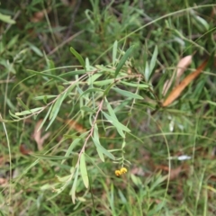 Daviesia leptophylla at Mongarlowe, NSW - 21 Jan 2022