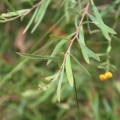 Daviesia leptophylla at Mongarlowe, NSW - 21 Jan 2022