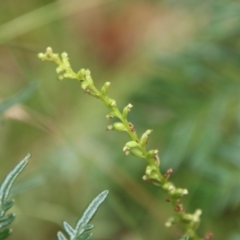 Microtis sp. (Onion Orchid) at Mongarlowe, NSW - 21 Jan 2022 by LisaH