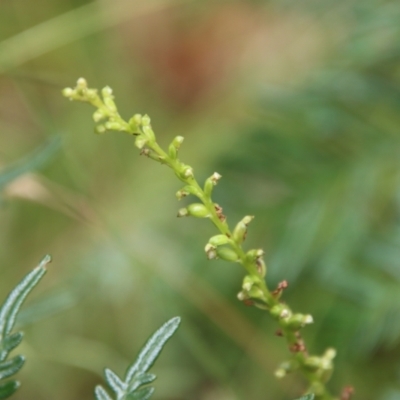 Microtis sp. (Onion Orchid) at Mongarlowe River - 21 Jan 2022 by LisaH