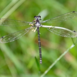 Austroargiolestes icteromelas at Mongarlowe, NSW - suppressed