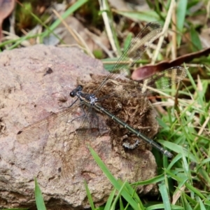 Austroargiolestes icteromelas at Mongarlowe, NSW - suppressed