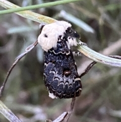 Genduara punctigera (Spotted Clear Winged Snout Moth) at Jerrabomberra, NSW - 21 Jan 2022 by Steve_Bok
