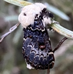 Genduara punctigera at Jerrabomberra, NSW - 21 Jan 2022