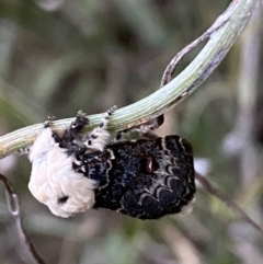 Genduara punctigera at Jerrabomberra, NSW - 21 Jan 2022 08:12 PM