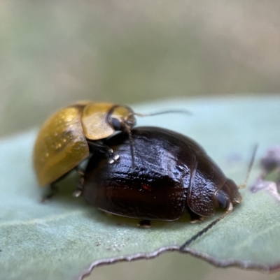 Paropsisterna cloelia (Eucalyptus variegated beetle) at QPRC LGA - 21 Jan 2022 by Steve_Bok