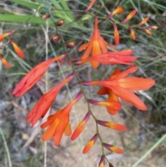 Crocosmia x crocosmiiflora (Montbretia) at Googong, NSW - 21 Jan 2022 by SteveBorkowskis