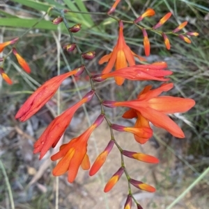 Crocosmia x crocosmiiflora at Googong, NSW - 21 Jan 2022 07:46 PM