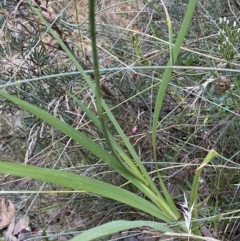 Crocosmia x crocosmiiflora at Googong, NSW - 21 Jan 2022 07:46 PM