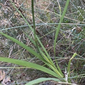 Crocosmia x crocosmiiflora at Googong, NSW - 21 Jan 2022