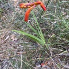 Crocosmia x crocosmiiflora at Googong, NSW - 21 Jan 2022 07:46 PM