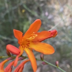 Crocosmia x crocosmiiflora at Googong, NSW - 21 Jan 2022 07:46 PM