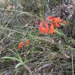 Crocosmia x crocosmiiflora at Googong, NSW - 21 Jan 2022