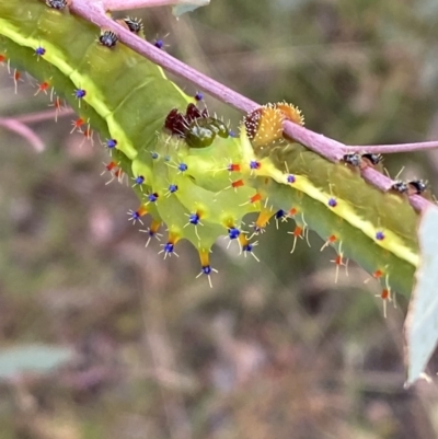 Opodiphthera eucalypti (Emperor Gum Moth) at Jerrabomberra, NSW - 21 Jan 2022 by SteveBorkowskis