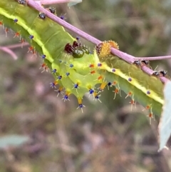 Opodiphthera eucalypti (Emperor Gum Moth) at Jerrabomberra, NSW - 21 Jan 2022 by Steve_Bok