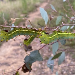 Opodiphthera eucalypti at Jerrabomberra, NSW - 21 Jan 2022