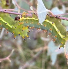 Opodiphthera eucalypti at Jerrabomberra, NSW - 21 Jan 2022