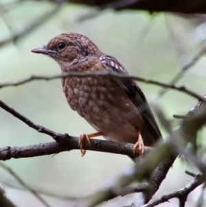 Eopsaltria australis at Mongarlowe, NSW - 21 Jan 2022