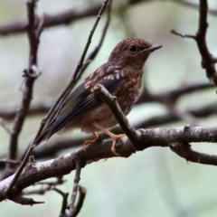 Eopsaltria australis at Mongarlowe, NSW - 21 Jan 2022