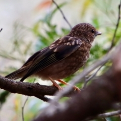 Eopsaltria australis at Mongarlowe, NSW - 21 Jan 2022