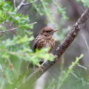 Eopsaltria australis at Mongarlowe, NSW - 21 Jan 2022