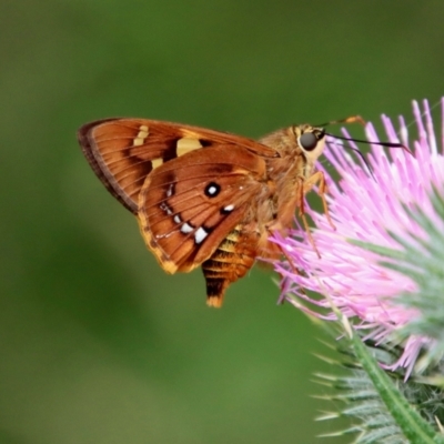 Trapezites symmomus (Splendid Ochre) at Mongarlowe River - 21 Jan 2022 by LisaH