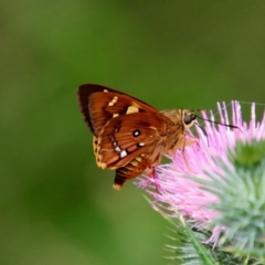 Trapezites symmomus at Mongarlowe, NSW - suppressed