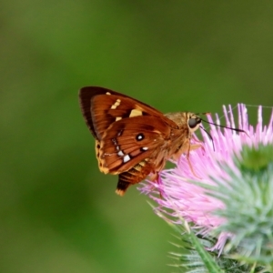 Trapezites symmomus at Mongarlowe, NSW - suppressed