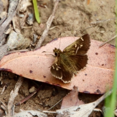 Toxidia parvula (Banded Grass-skipper) at Mongarlowe, NSW - 21 Jan 2022 by LisaH