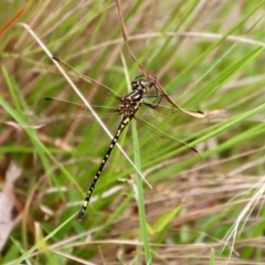 Eusynthemis virgula (Golden Tigertail) at Mongarlowe, NSW - 21 Jan 2022 by LisaH