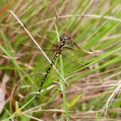 Eusynthemis virgula (Golden Tigertail) at Mongarlowe, NSW - 21 Jan 2022 by LisaH