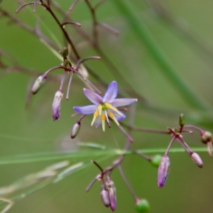 Dianella longifolia at Mongarlowe, NSW - suppressed