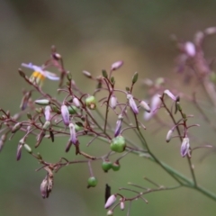 Dianella longifolia at Mongarlowe, NSW - suppressed