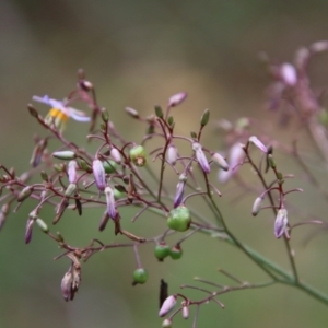 Dianella longifolia at Mongarlowe, NSW - 21 Jan 2022