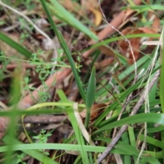 Dianella longifolia at Mongarlowe, NSW - 21 Jan 2022