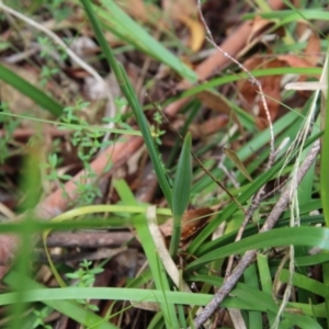 Dianella longifolia at Mongarlowe, NSW - suppressed