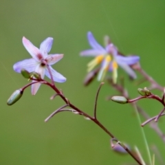 Dianella longifolia at Mongarlowe, NSW - suppressed