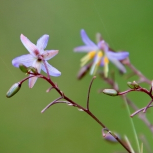 Dianella longifolia at Mongarlowe, NSW - 21 Jan 2022