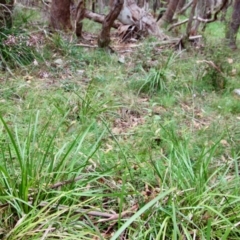 Dianella longifolia at Mongarlowe, NSW - suppressed